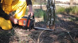  , USA Tree Removal Services Pros